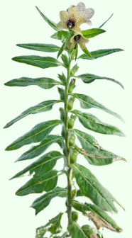 Hyoscyamus niger